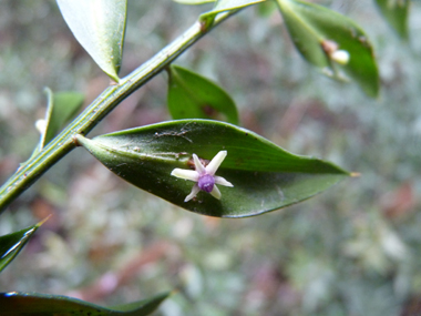 Curieuse petite fleur verte et violacée présente au verso de la feuille, précisément sur son axe. Agrandir dans une nouvelle fenêtre (ou onglet)